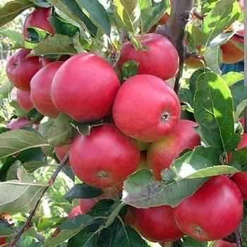 Kashmiri Apple